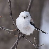 スマホのシマエナガ🐧 (@okinawarail_) 's Twitter Profile