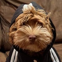 Pete Ogden (@peteogden) 's Twitter Profile