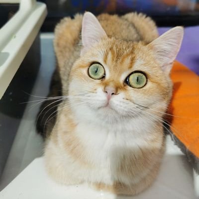 YbIgyErlngpbYwM's profile picture. 