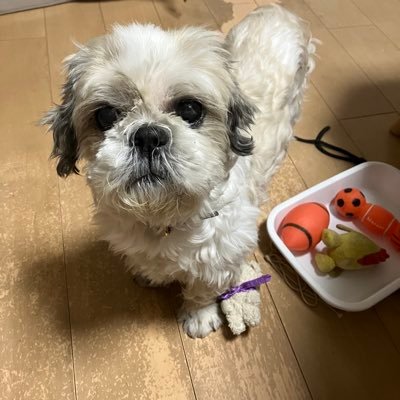 akikobell1205's profile image