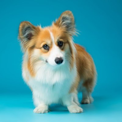 Corgi Lovers Community ๐ถ๐พ Profile