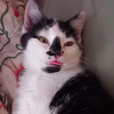 LitigationLlm's profile picture. Employment Litigation Consultant- Barrister (Unregistered) - Gray's Inn - LLM Scholar - LLB (Hons)