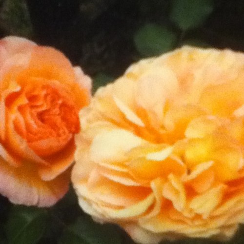 poliwrap20m's profile picture. May everyone be happy!