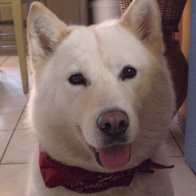 jardonenator's profile picture. 