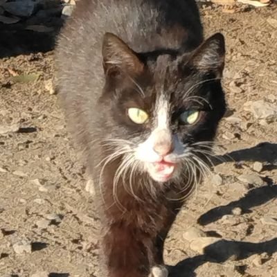 wystx7vIoxLOX5U's profile picture. ワンピースカード　美味しいモノ
レトロゲーム　を楽しんでます😀