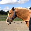 Tracy McGowan - @pnygal - Twitter