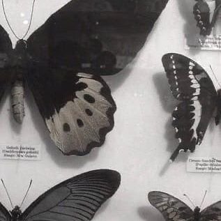 prettycq's profile picture. 