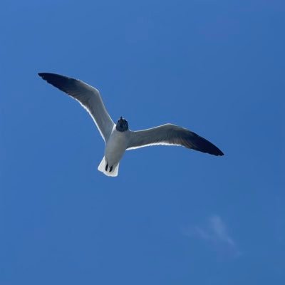 optionemperor's profile picture. Option strategies, dynamic hedging strategies, ideas my own, not for investment advice.