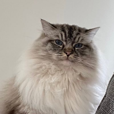 slm_rvs's profile picture. 