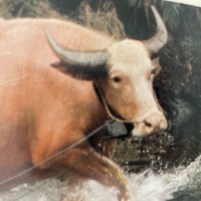 shutupsoma's profile picture. As Hemingway said, only suckers worry