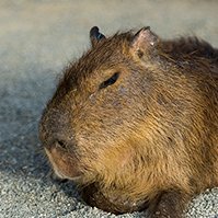 全国を飛び回っています。
大阪、関東、南東北にはよく出没します。
行った土地で一緒に飲んでくれる人がいるとうれしいです。
雀魂 (じゃんたま)してます。
ID：108294849　仲良くして下さい。
年齢高めの×１。