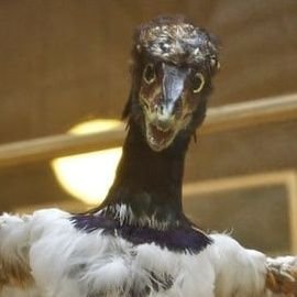 ArkyOpteryx's profile picture. 