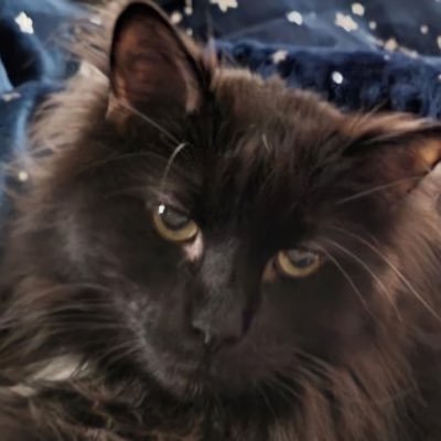 rjvicich Profile