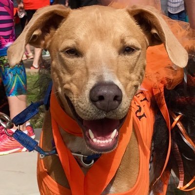 Oklahoma State grad. Disciple of Christ. Playa Del Carmen fan. Incredibly, happily married 41 years. My dog LBJ! little Betty Jean 🧡