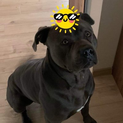 hahristov26's profile picture. 