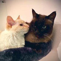 beatrice & benedick(@muchcatdoabout) 's Twitter Profile Photo