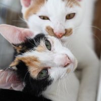 ポッケとニケ (@minipokke) Twitter profile photo