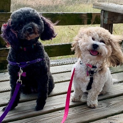 A maltipoo and a shichon living their best life on the Gulf Coast of Alabama. Mom is the Dean of Studies at St. Michael Catholic High School.