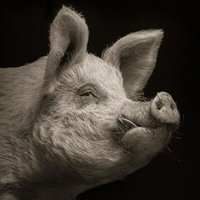 Logohog π (@logohog) 's Twitter Profile