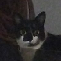 Lucas Andrade (@lucands) 's Twitter Profile