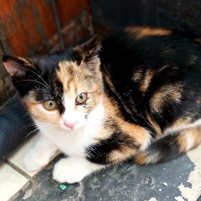 KuneneThands's profile picture. Happiness Over Everything