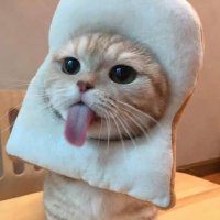 🌱 (@nutnz) 's Twitter Profile