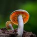 Mushroom Hunting Club (@MushroomHClub) Twitter profile photo