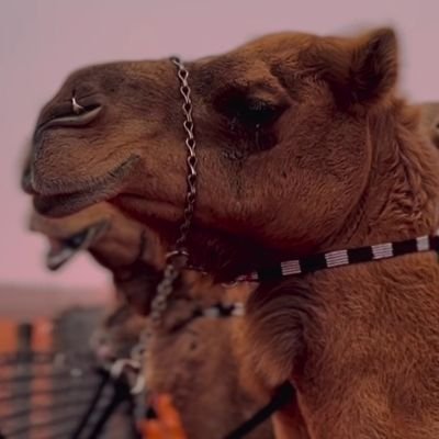 «طالما أن القادم في غيب الله »
' فتصوره جميلاً '