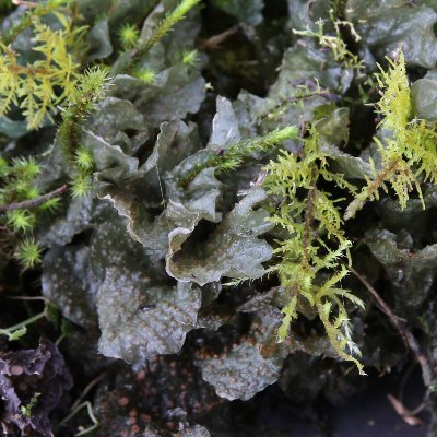 Studying the ecology, physiology and ecosystem impacts of plants, lichens and other terrestrial autotrophs. Dept. of Ecology, Evolution and Behavior, @umncbs