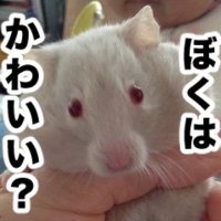 ゆえゆえ＠ねことねづみと一緒(@fuwa_mo) 's Twitter Profile Photo