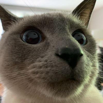 OpiePaws Profile Picture