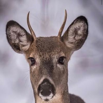 BucksEnjoyer999's profile picture. #Bucksin6 #Fearthedeer