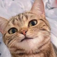 stud (@studisbud) 's Twitter Profile
