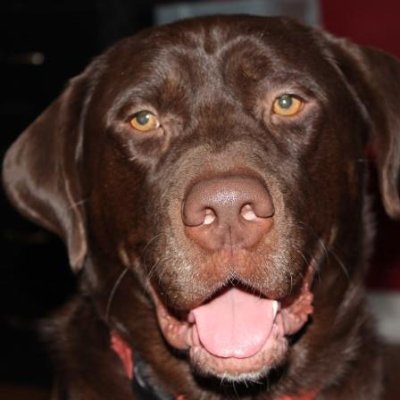 Freepc56's profile picture. Retired Army, retired US Treasury, ULTRA MAGA Conservative Republican Grandpa, Trump supporter for 2024.