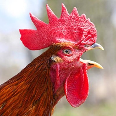 Changed my real profile photo to a cock because my face was triggering covidiots and changed my username to reflect my new fake persona because…
