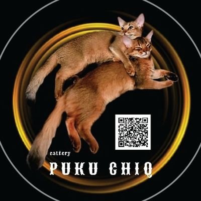 北国でソマリという狐ぽい猫さんのブリーダーを超激務な本業の傍ら極々つましくやってます
5月に3ソマ誕生で久々育児中
猫の事以外は基本スロカスでヤニカス、時たま恐ろしく口汚いです
苦手な方はブロ推奨
#札幌Twitter会 #ブリーダー #ソマリ #札幌市 #さっぴよ