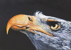 AkaFlyingeagle Profile Picture