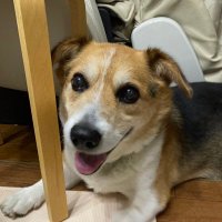 やすぽん (@yasupon_01) Twitter profile photo