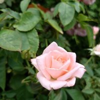 桧森 (@mori_llll) 's Twitter Profile