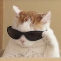 steph⁷ (@sowrongitsteph) 's Twitter Profile