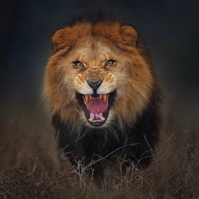 ltanner35's profile picture. 