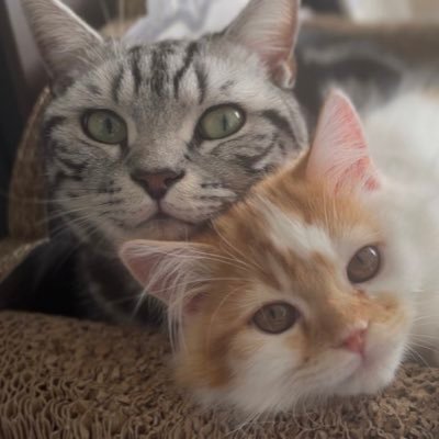 おしお丸とうるち丸さんのプロフィール画像