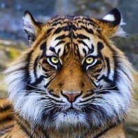 daveinthedesert 2.0 (@az2adave) 's Twitter Profile