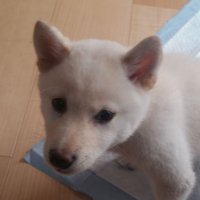 姫路 (@keeiddxo9jfstht) Twitter profile photo