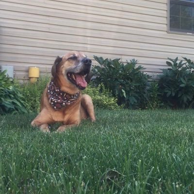 snow4dad's profile picture. 