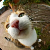 PazzFu (@ppazzf) 's Twitter Profile