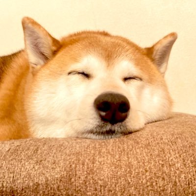 愛犬つむぎも9歳(現11歳)、人生の折り返し。記録を残してあげたく専用アカウント作りました。フォロー大歓迎です。よろしくお願いします☀️