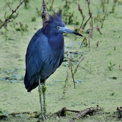 TheTJHelm's profile picture. taylor ham egg and cheese on an everything bagel