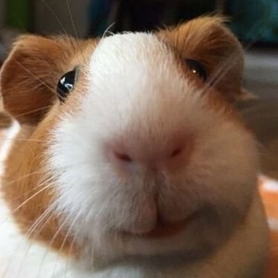 빤히さんのプロフィール画像