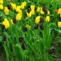 kimmama 🖤🐹💛愛強めの箱推しMINI (@kimmamaonelove) 's Twitter Profile Photo